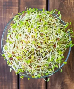 Alfalfa Plant Diamond Painting