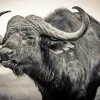 Black And White Buffalo Diamond Painting