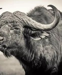 Black And White Buffalo Diamond Painting