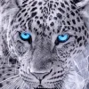 Blue Eyes Leopard Diamond Painting