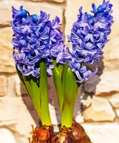 Blue Hyacinth Flowers Diamond Painting