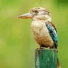 Blue Winged Kookaburra Bird Diamond Painting