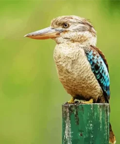 Blue Winged Kookaburra Bird Diamond Painting
