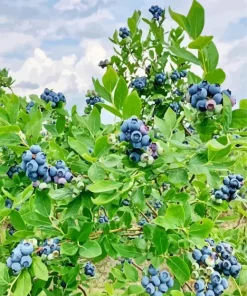 Blueberry Tree Diamond Painting