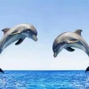 Bottlenose Dolphins Diamond Painting