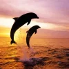 Bottlenose Dolphins Silhouette Diamond Painting