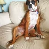 Boxer Dog Sitting On Couch Diamond Painting