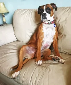 Boxer Dog Sitting On Couch Diamond Painting