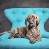 Brindle Dane Puppy Diamond Painting