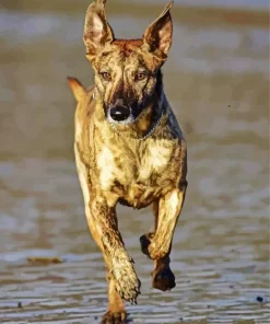 Brindle Dog Diamond Painting