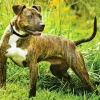 Brindle Pitbull Diamond Painting