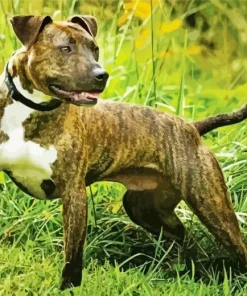 Brindle Pitbull Diamond Painting