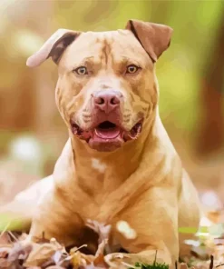 Brown Amstaff Dog Diamond Painting