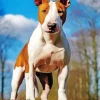 Brown And White English Bull Terrier Diamond Painting