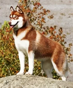 Brown And White Huskies Diamond Painting