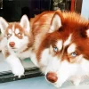 Brown And White Huskies Blue Eyes Diamond Painting