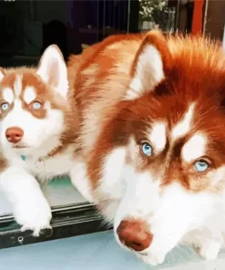 Brown And White Huskies Blue Eyes Diamond Painting