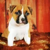 Brown And White Staffordshire Bull Terrier Diamond Painting