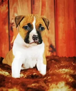 Brown And White Staffordshire Bull Terrier Diamond Painting