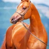 Brown Arabian Horse Diamond Painting