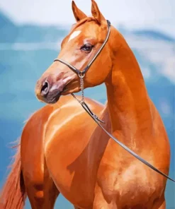 Brown Arabian Horse Diamond Painting