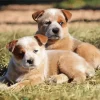 brown Blue Heeler Puppies Diamond Painting