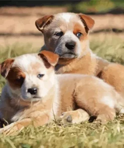 brown Blue Heeler Puppies Diamond Painting