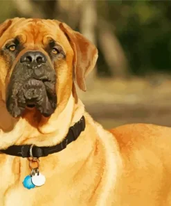 Brown Bull Mastiff Diamond Painting