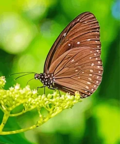 Brown Butterfly Diamond Painting