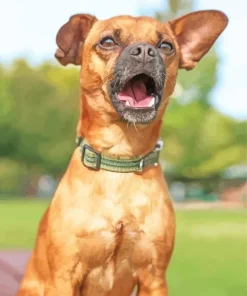 Brown Chiweenie Dog Diamond Painting