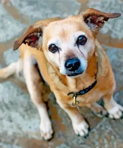 Brown Chiweenie Dog Art Diamond Painting