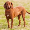 Brown Coonhound Diamond Painting