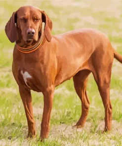 Brown Coonhound Diamond Painting