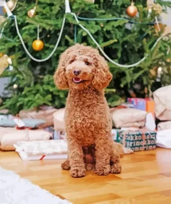 Brown Curly Poodle Diamond Painting