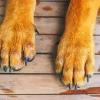 Brown Dog Paws Diamond Painting
