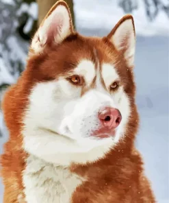 Brown Eyes Husky Diamond Painting