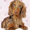 Brown Fluffy Dachshund Dog Diamond Painting