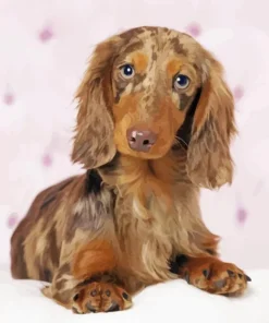 Brown Fluffy Dachshund Dog Diamond Painting