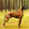 Brown Great Dane With Spots Diamond Painting