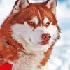 Brown Husky With Different Colored Eyes Diamond Painting