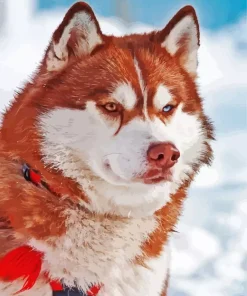 Brown Husky With Different Colored Eyes Diamond Painting