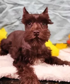 Brown Mini Schnauzer Diamond Painting