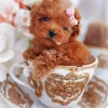 Brown Poodle In Teacup Diamond Painting