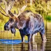 Bull Moose In Water Diamond Painting