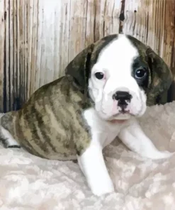 Bull Puggle Puppy Diamond Painting