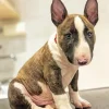 Bull Terrier Puppy Diamond Painting