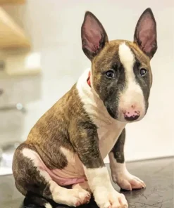 Bull Terrier Puppy Diamond Painting