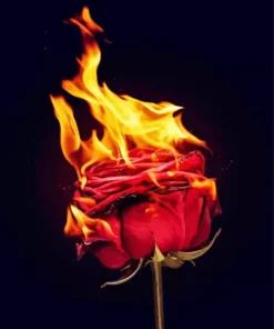 Burmese Python Diamond Painting