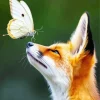 Butterfly And Fox Diamond Painting