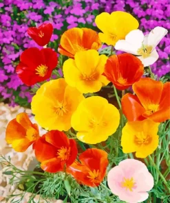 California Poppies Diamond Painting